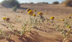 plantas botones amarillos desierto marruecos en colores unik maroc tours