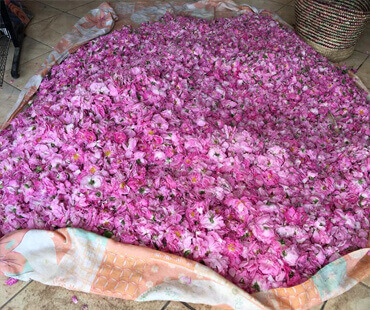 Tour cooperatives argan -roses - saffron