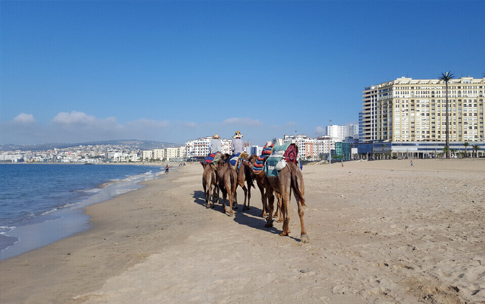 camels tangier beach